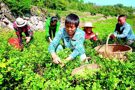 湖北宜昌：朵朵杭白菊喜成“脱贫方”