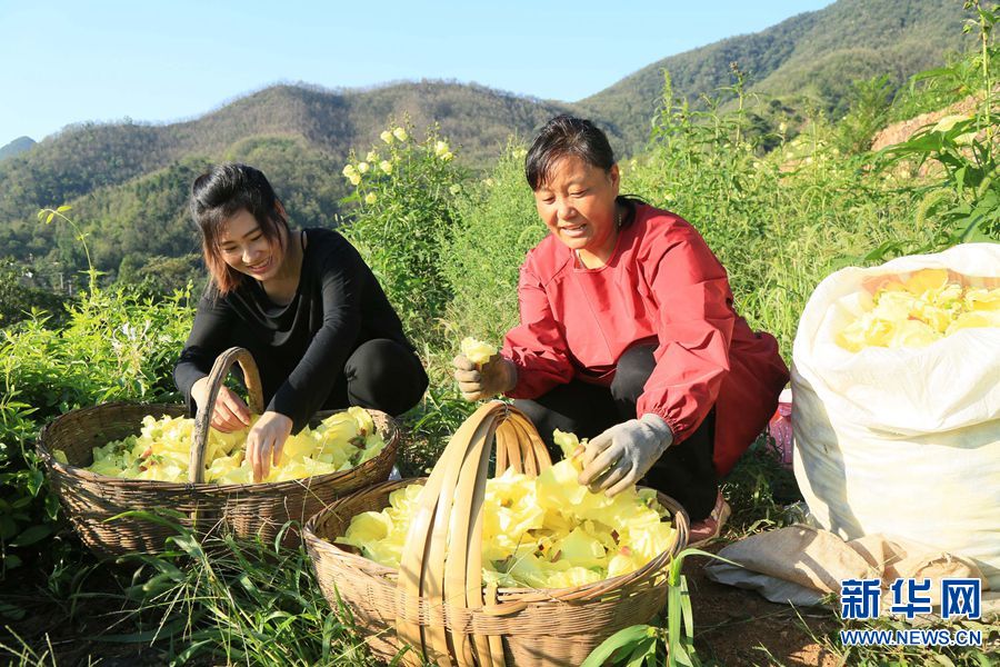 【城市远洋】河南汝阳：黄蜀葵花醉乡间