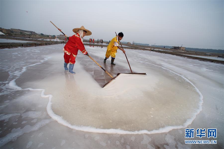 福建泉州：百年盐场的繁忙伏收季