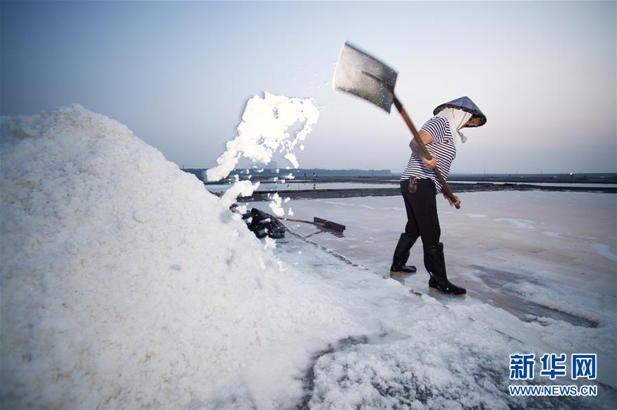 福建泉州：百年盐场的繁忙伏收季