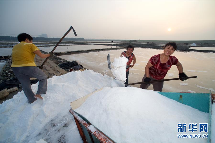 福建泉州：百年盐场的繁忙伏收季