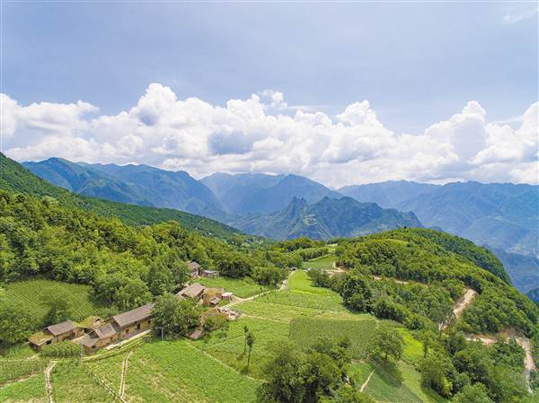 【社会民生 列表】巫山 种植中药材 农户尝甜头