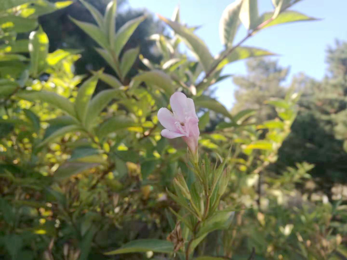 奇！深秋春花开