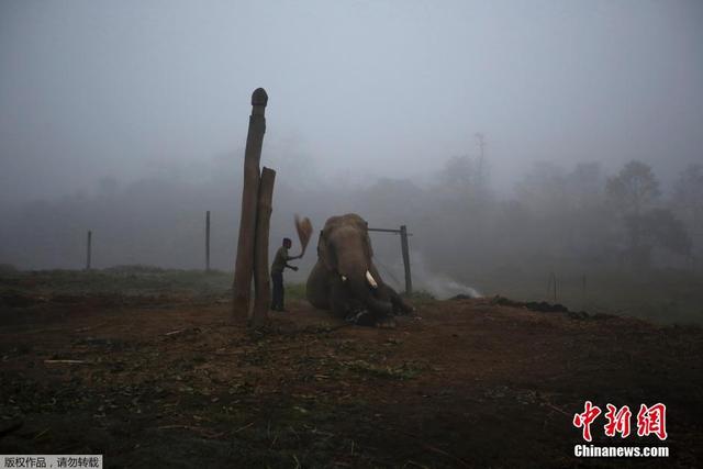 尼泊尔大象节即将开幕 参赛"选手"准备就位