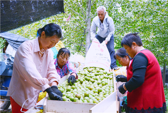 【B】三门峡示范区阳店镇：核桃丰收乐农家