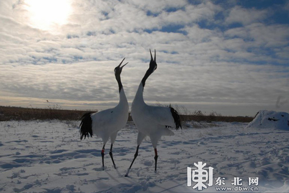 不去后悔！一次龙江冬季之行“打包”所有顶级冰雪风景