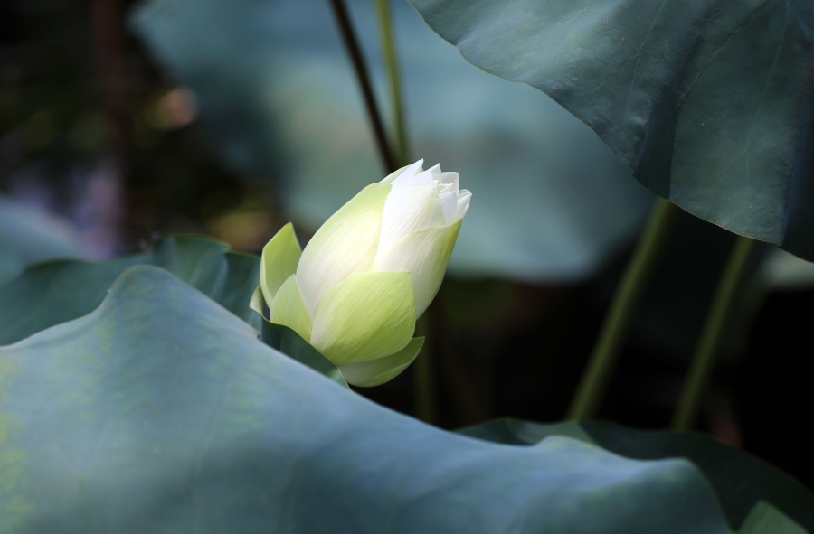 西湖十年荷花 今年获封“最美”