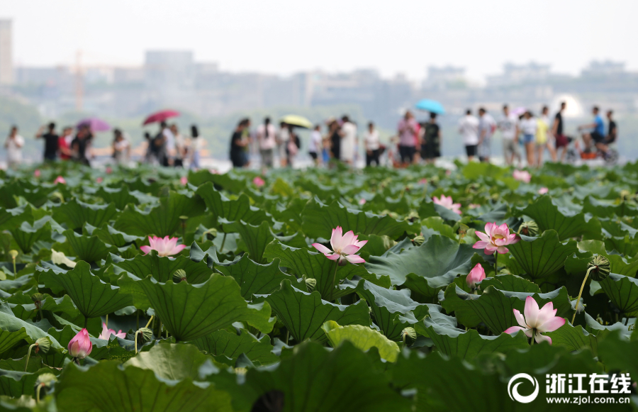 西湖十年荷花 今年获封“最美”