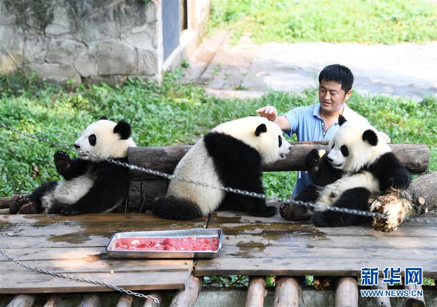 【焦点图】“大熊猫奶爸”的小幸福