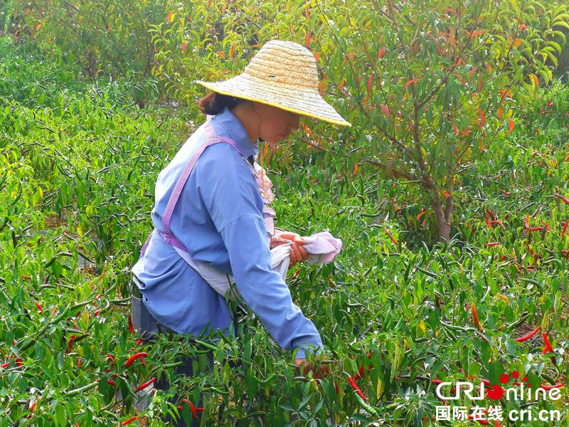 【有修改】贵州大方：辣椒成熟椒农忙收获