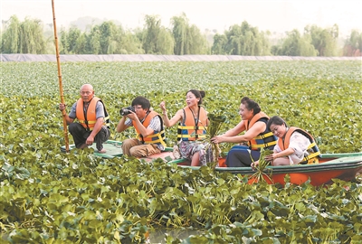 （旅游图文）立秋已至 游客在江苏泰州体验采摘菱角的乐趣