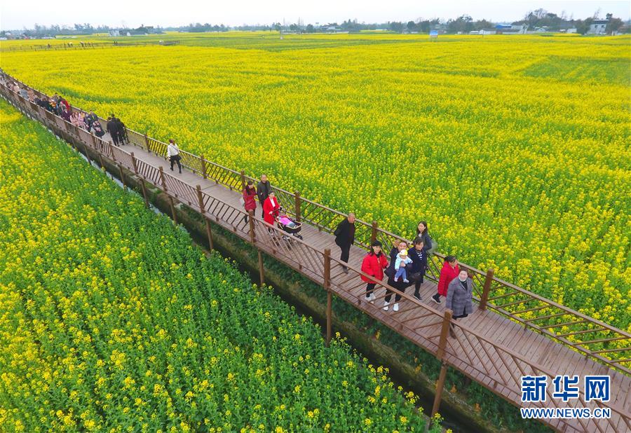 四川广汉：“以花为媒”发展乡村旅游