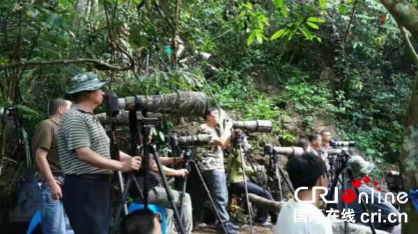 “秘境弄岗”国际观鸟节拉动旅游促进农户增收