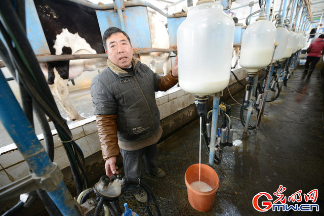 河南新乡：鲜牛奶滞销 奶农用鲜牛奶浇地