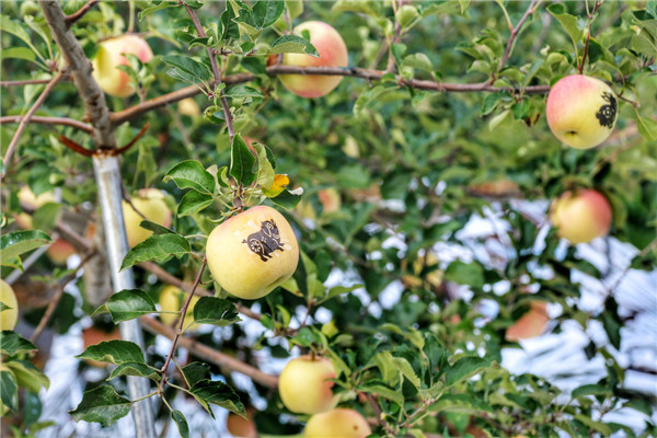 （苹果之父  附链接）【加急】陕西洛川：立足地域优势 精耕苹果品牌 标准化建设引领产业高质量发展