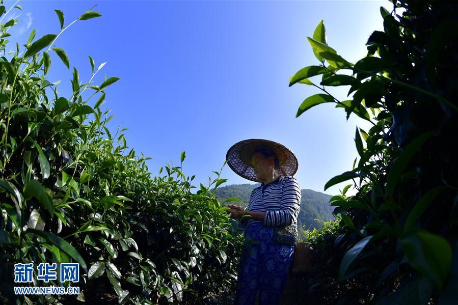 湖北恩施：茶农抢采立秋茶