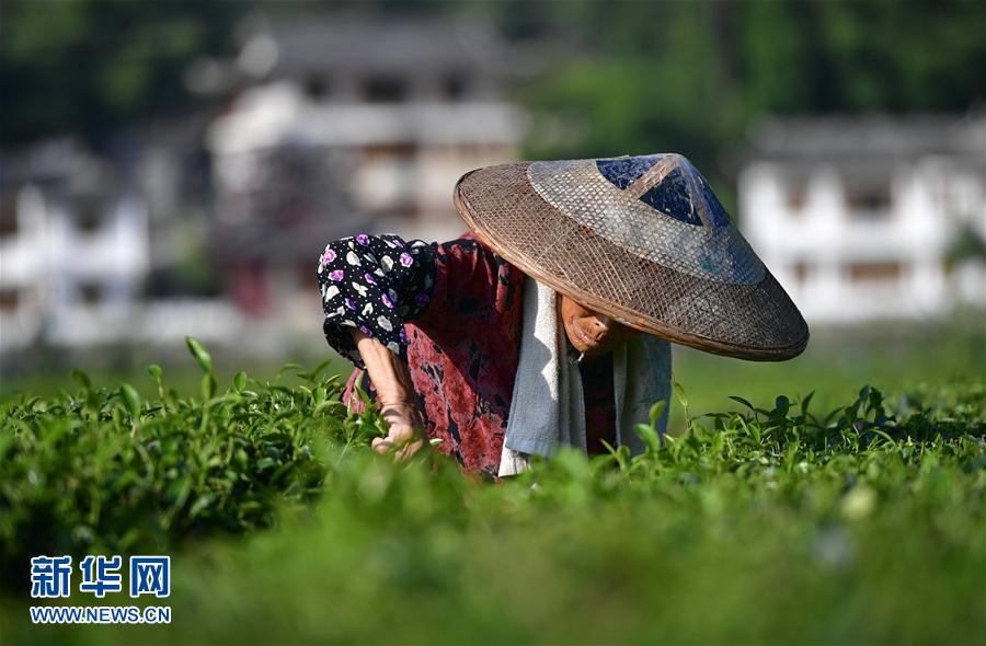 湖北恩施：茶农抢采立秋茶