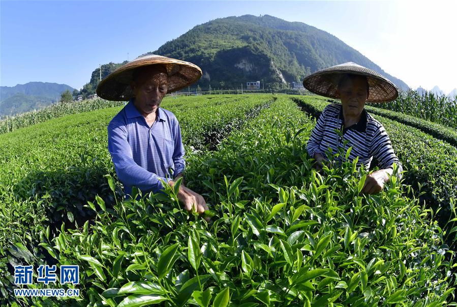 湖北恩施：茶农抢采立秋茶