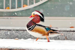 初雪过后鸳鸯南飞