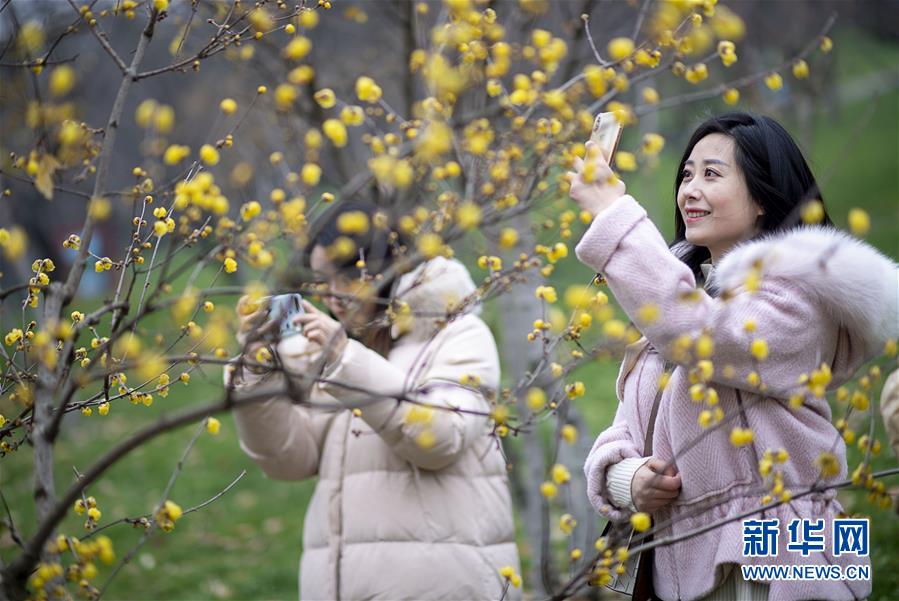 武汉东湖梅花节开幕