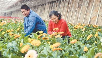 法库高三家子村花卉种植园成花店“香饽饽”