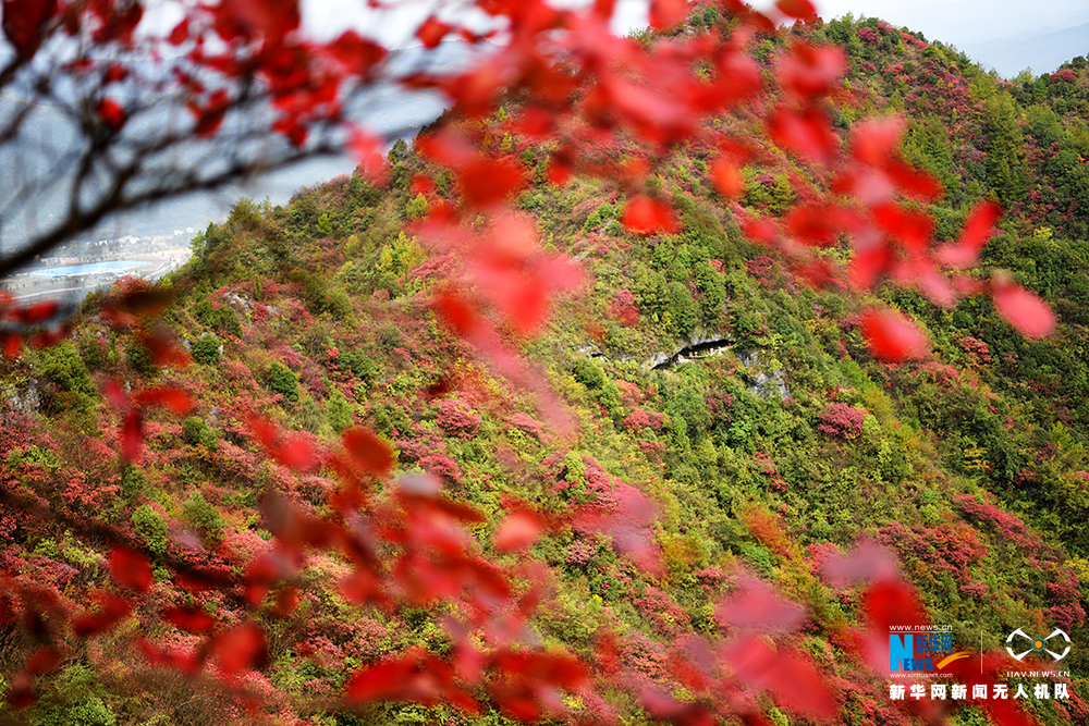 航拍重庆酉阳山羊村迎红叶最佳观赏期