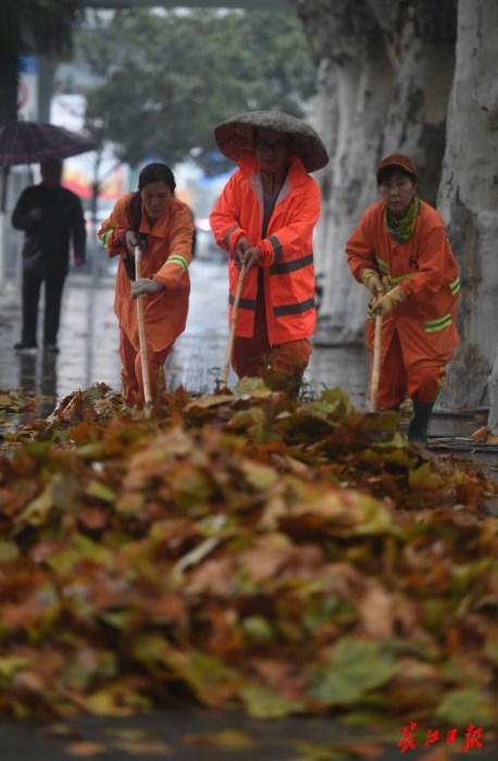 雨润江城 叶落满地