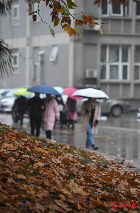 雨润江城 叶落满地