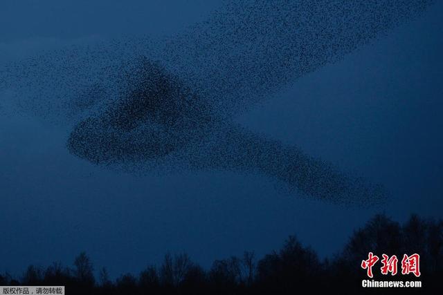 英国小镇成群椋鸟空中狂舞场面壮观