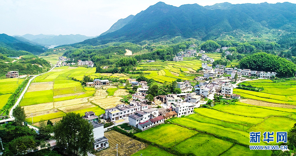 水稻丰收季 田园交响诗