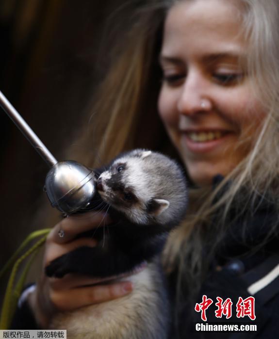 西班牙举行动物祈福仪式 猫狗雪貂接受祝福