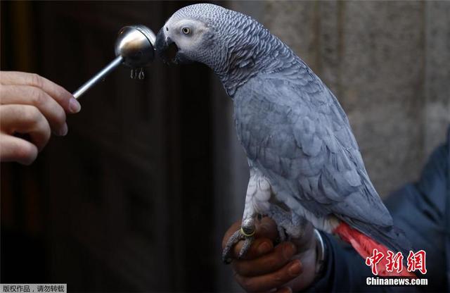 西班牙举行动物祈福仪式 猫狗雪貂接受祝福