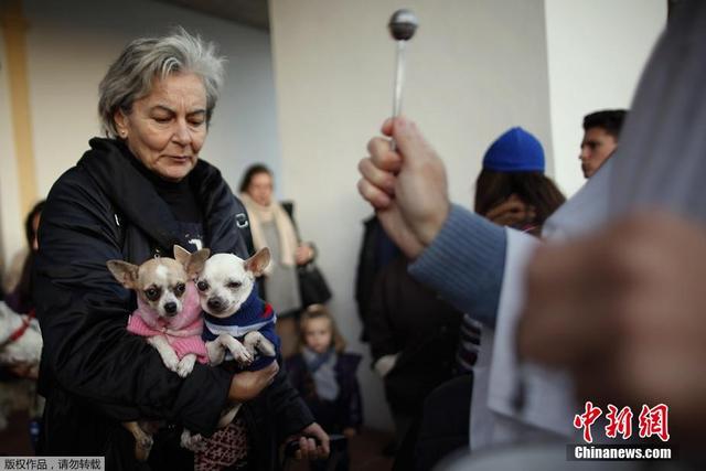 西班牙举行动物祈福仪式 猫狗雪貂接受祝福