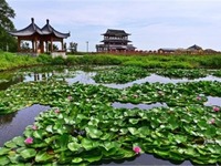 盘锦鼎翔旅游风景区迎来最美时节 第二届芦花节暨2020摄影大赛启动