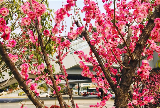 西安高新区千株红梅开启赏花之旅