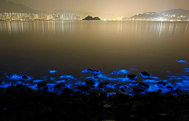 香港现蓝色荧光海滩 专家称系废水污染所致