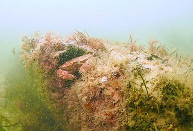 英国北海海底惊现史前森林 仿佛出自魔幻世界