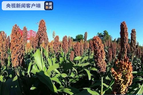 丰收北大荒 中华大粮仓 十大网红大地号等您来“打卡”