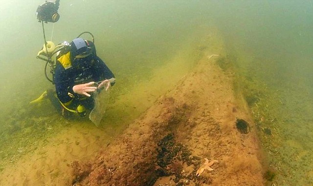 英国北海海底惊现史前森林 仿佛出自魔幻世界