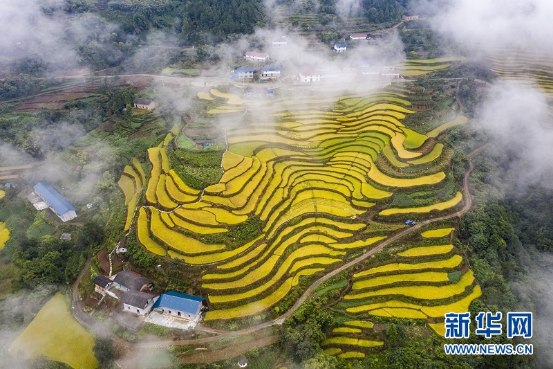 秭归：高山冷水稻绘就“田园诗”