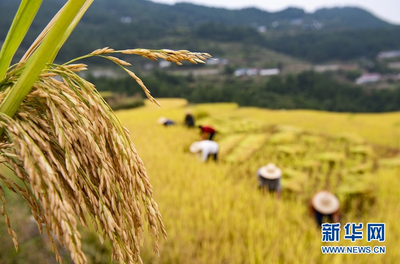 秭归：高山冷水稻绘就“田园诗”