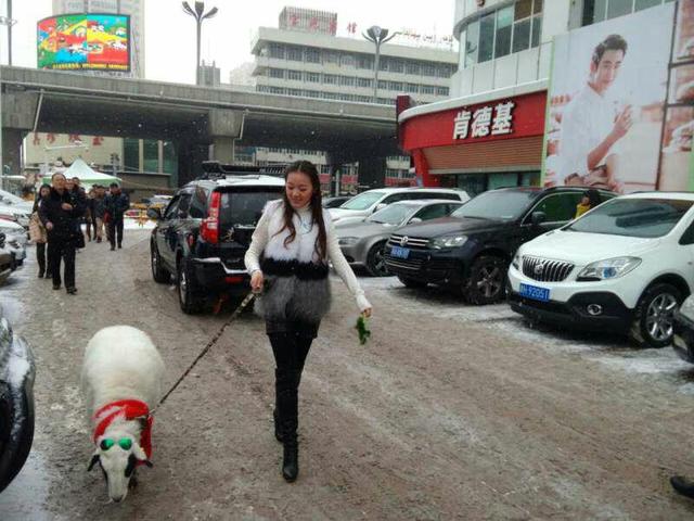 美女街头雪中遛羊 网友赞姑娘这么任性