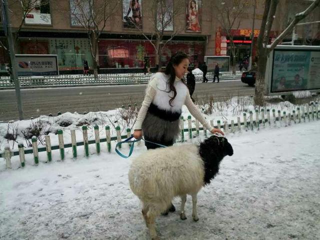 美女街头雪中遛羊 网友赞姑娘这么任性