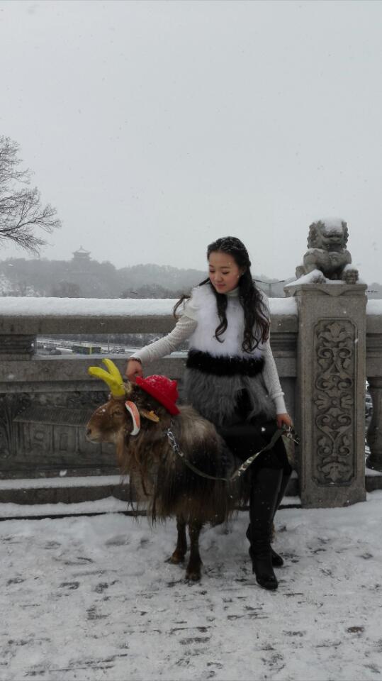 美女街头雪中遛羊 网友赞姑娘这么任性