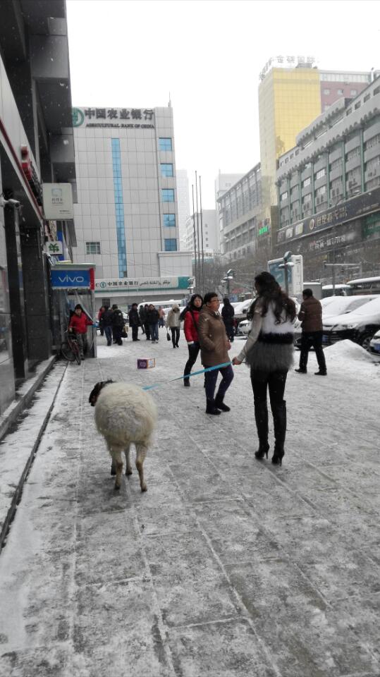 美女街头雪中遛羊 网友赞姑娘这么任性