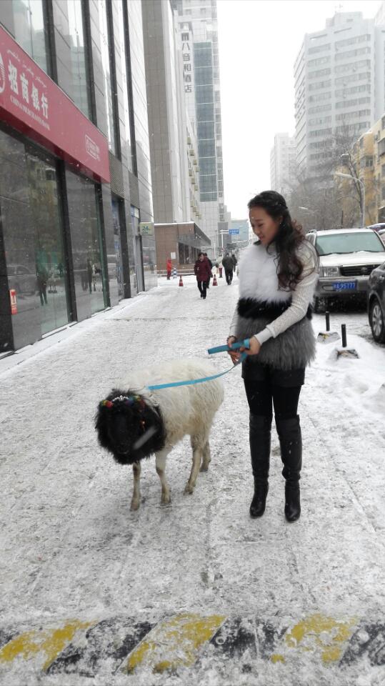 美女街头雪中遛羊 网友赞姑娘这么任性