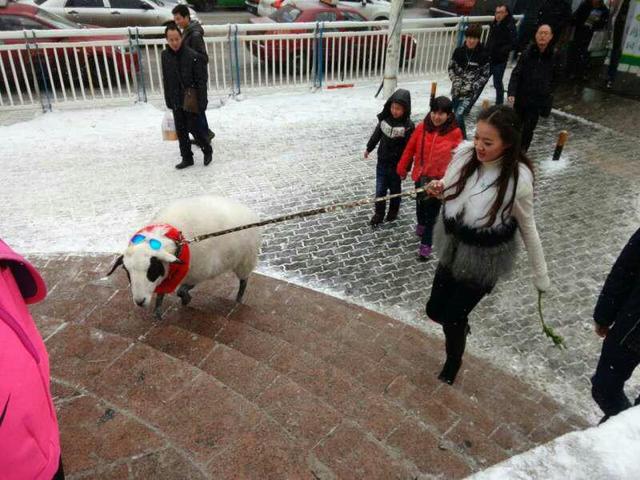 美女街头雪中遛羊 网友赞姑娘这么任性