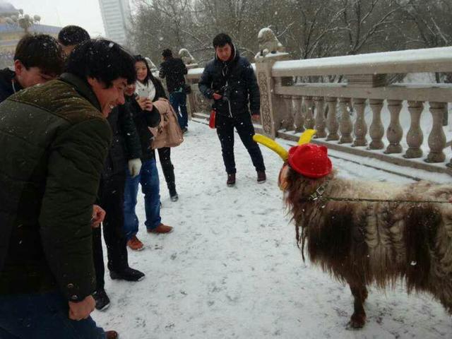 美女街头雪中遛羊 网友赞姑娘这么任性