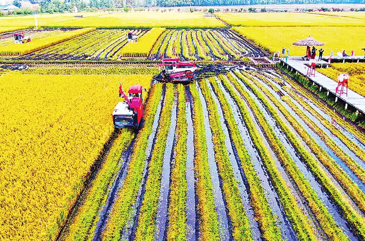 中国吉林农民丰收开镰节举行