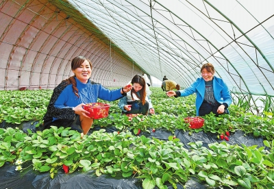 【河南好项目-图片】草莓种植助脱贫